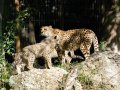 ZOO-Viden 24 srpen 2014 376.JPG